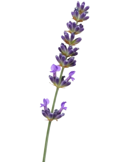 Lavender Overlay