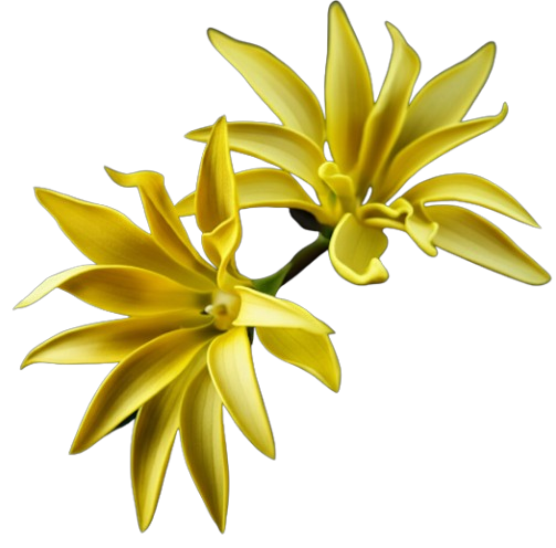 Ylang Ylang Overlay
